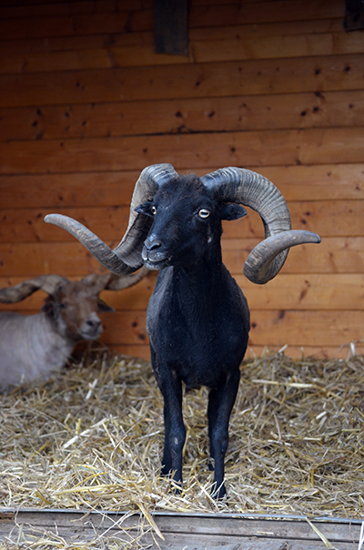 ferme des vanneaux 2